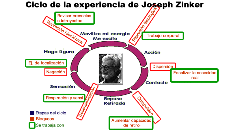 Gráfico del ciclo de la experiencia, sus interrupciones y tips de trabajo