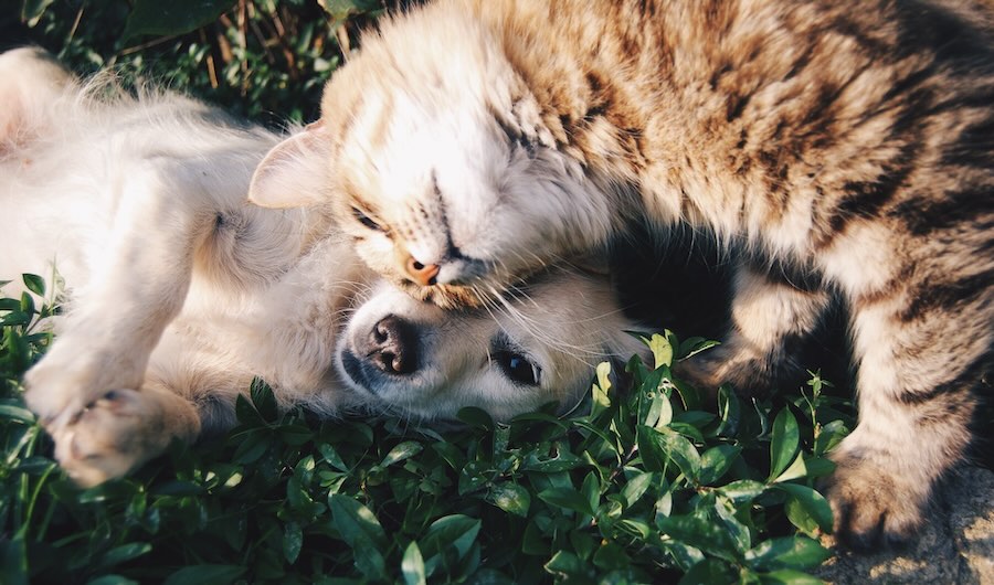 Sanando corazones peludos: acompañamiento en el proceso de duelo por tu mascota